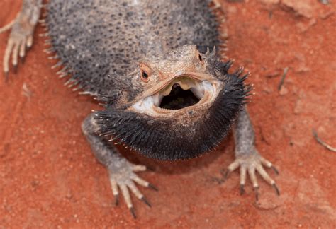 Bearded Dragon Teeth Care: Complete Oral Health