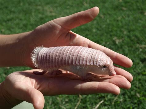 How the Enchanting, Elusive Pink Fairy Armadillo Became One Scientist's ...