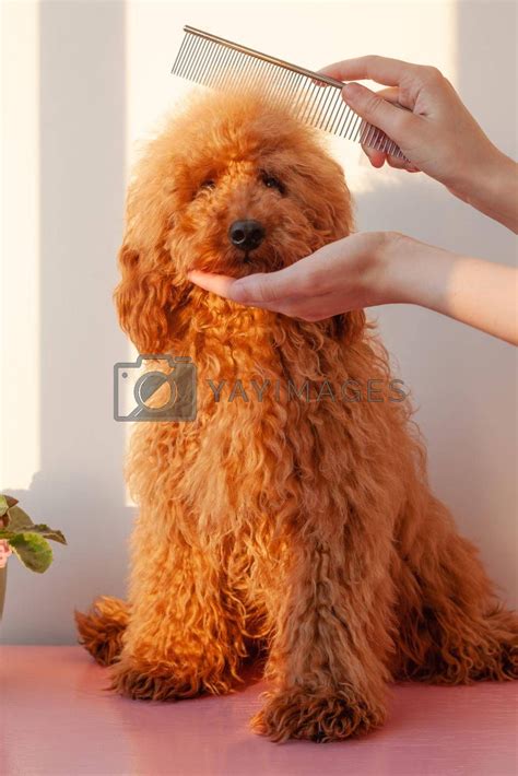 YAY Images - One hand holds the muzzle of a small dog, a miniature poodle of red brown color ...
