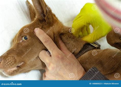 The Mite Bites a Reddish Dog Stock Image - Image of bite, human: 148880023
