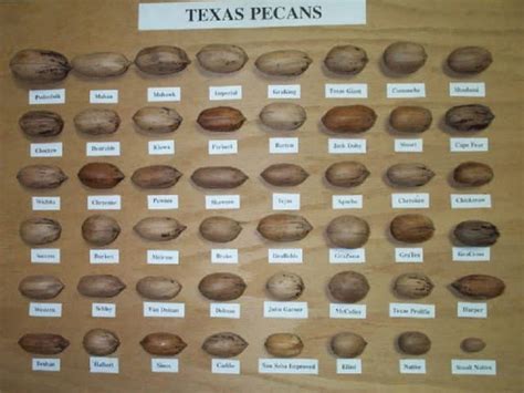 The ‘nuts and bolts’ of pecans | Morning Ag Clips