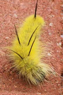 American Dagger Moth Caterpillar - What's That Bug?