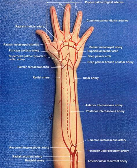 Hand Arterial Anatomy