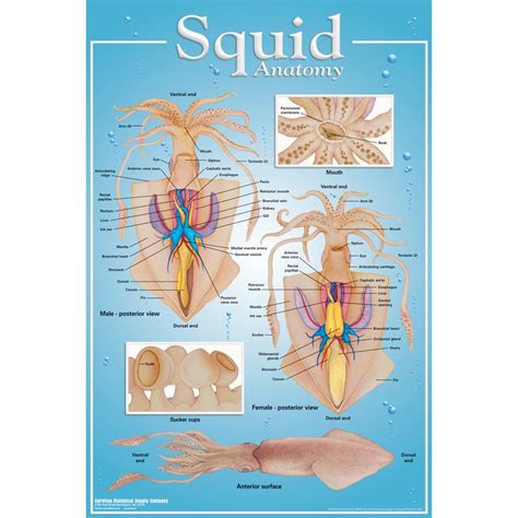 Squid Anatomy Poster | Carolina.com