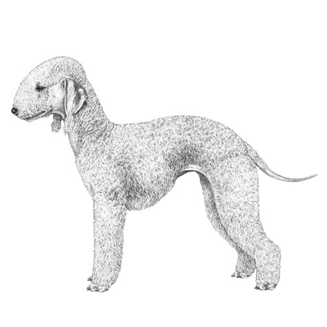 Bedlington Terriers: Dog breed info, photos, common names, and more ...