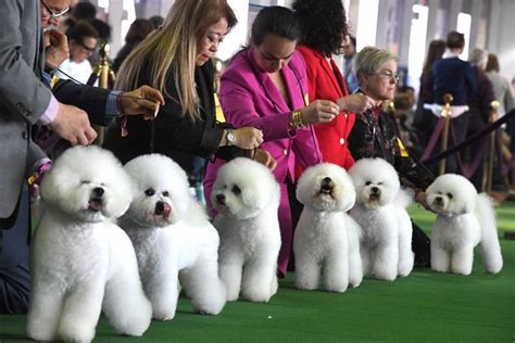 Best in Show? Westminster Kennel Club Dog Show 2019 in Pictures