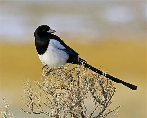 Best Black Billed Magpie Stock Photos, Pictures & Royalty-Free Images - iStock