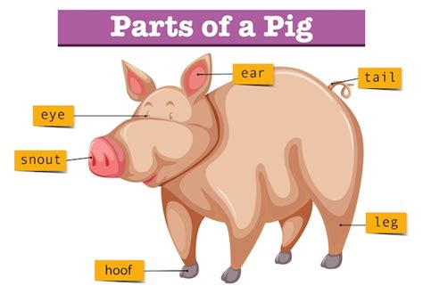 Premium Vector | Diagram showing parts of pig