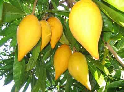 Egg Fruit Farming (Canistel) Information Guide | Agri Farming