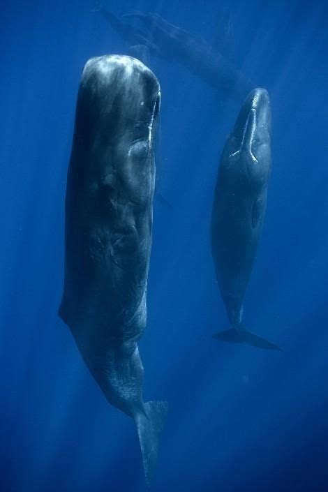 Pin von Sonja Berner auf Meer | Wale, Tiere, Wal