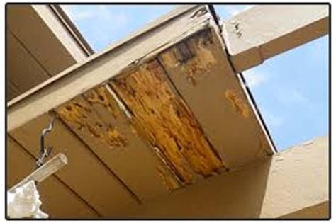 Drywood Termites In Ceiling | Shelly Lighting