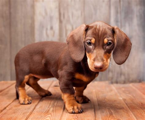 How To Tell If You Have A Mini Dachshund at Frederick Sierra blog