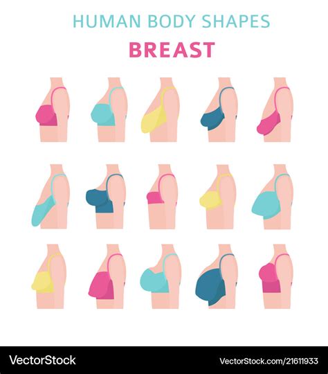 Human body shapes woman breast form set bra types Vector Image