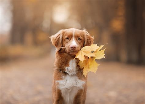 7 Canadian Dog Breeds That Are as Sweet as Maple Syrup