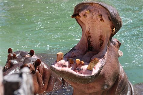 Hippo Feeding