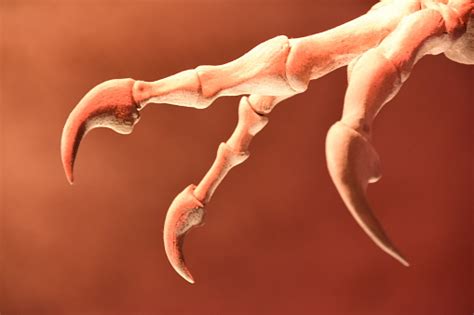 The Skeleton Fingers Of A Dinosaurus Stock Photo - Download Image Now - Anatomy, Animal Body ...