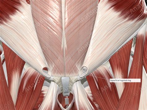 Superficial Inguinal Ring | Complete Anatomy