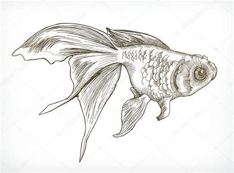 Gold fish sketches Stock Vector Image by ©natis76 #109194998