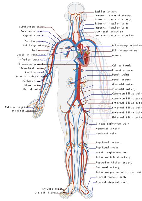 File:Circulatory System en.png