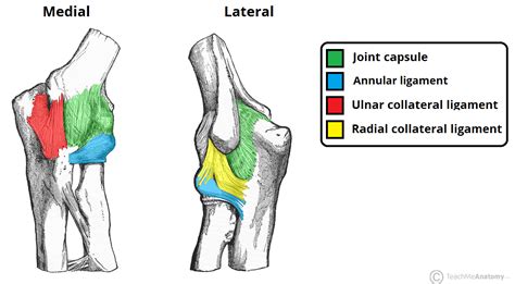 The Elbow Joint - Structure - Movement - TeachMeAnatomy