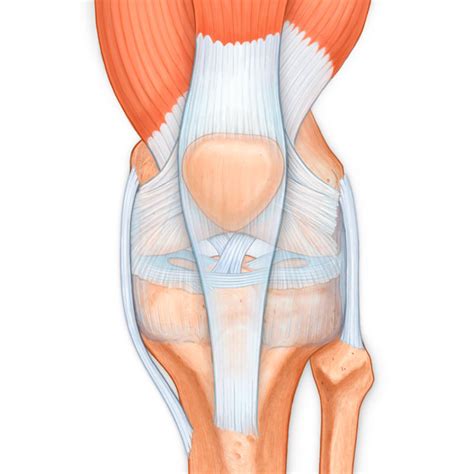 Anterior View of Knee Medical Stock Art