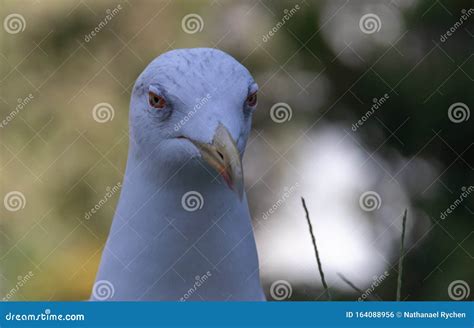 This Seagull Looks Angry because she Does Not Get Any Food Stock Photo ...