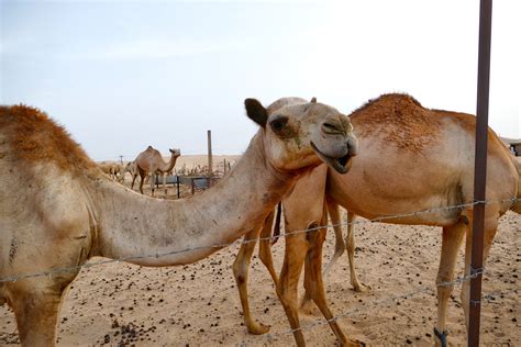 Free Images : wildlife, fauna, vertebrate, vicuna, camel like mammal, arabian camel 2304x1536 ...