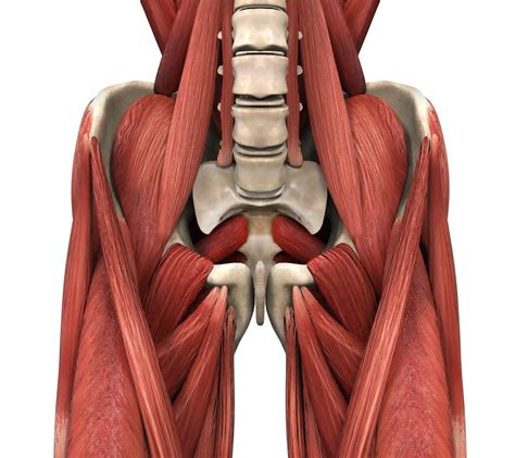 Enhancing Flexibility and Performance with Psoas Stretching and Related Techniques