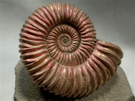 Opiniones de ammonites