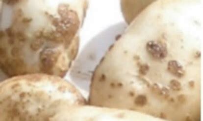 Potato Scab: Bacterial Potato Disease - Epic Gardening