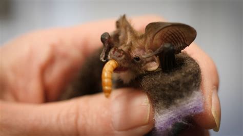 Microbats can eat almost half their body weight in a night. - ABC News