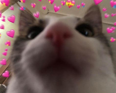 98+ Hearts Crying Cat Wholesome Meme