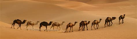 10 Best Desert Safari in Riyadh | Ootlah