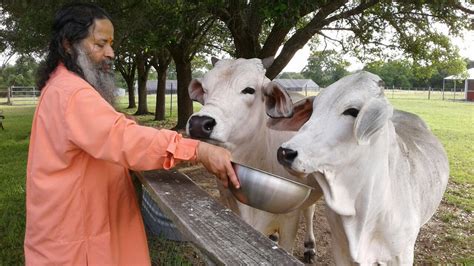 Gomata - Odisha Gau-Seva Samiti