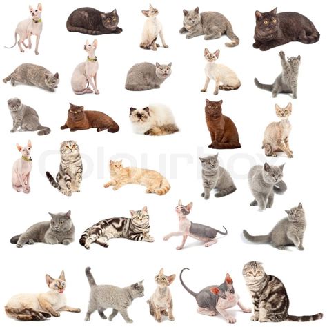 Sammlung eines Katzen in verschiedenen ... | Stock Bild | Colourbox