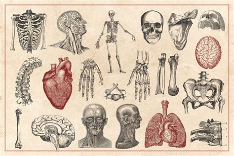 100 vintage anatomy vectors – Artofit