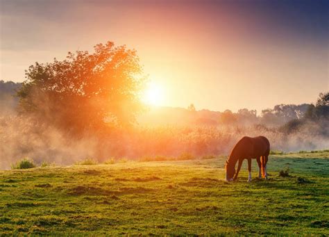 horse grazing at sunset - John Lloyd Young Fan Art (38410501) - Fanpop