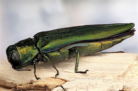 How To Identify Emerald Ash Borer: Symptoms And Prevention