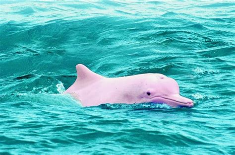 Pink dolphin watch cruises could lead to its extinction in Khanom - Samui Times