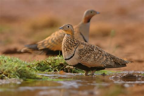 The Sandgrouse has a Trick up its Belly | Roundglass | Sustain