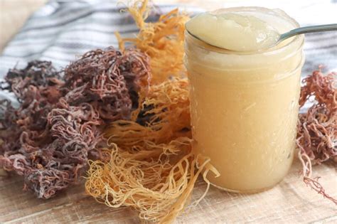 15 Impressive Health Benefits of Purple Sea Moss - Healthy Huemans