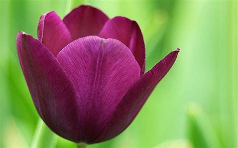 Hd Tulip Background, Purple Tulip, #1413