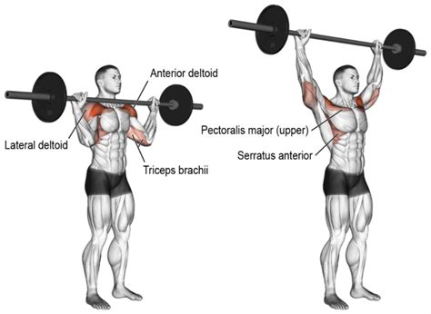 Barbell-Push-Press – Fitness Workouts & Exercises