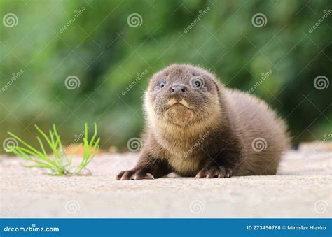 Adorable Eurasian Otter Baby in Summer Stock Photo - Image of hairy ...