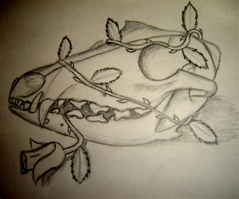 Coyote skull drawing by HunterStrait on DeviantArt