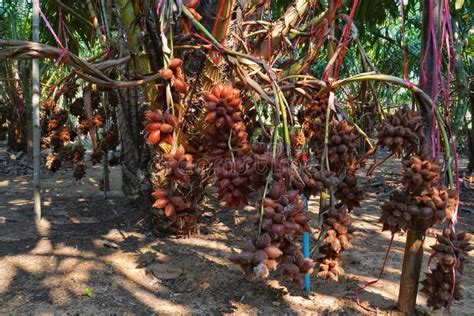 Fresh Salacca Zalacca or Salak Fruits in the Salak Tree Garden Fruits ...