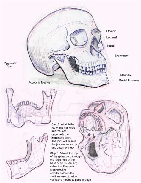 Bone Portfolio 10 - Skull by AlexanderHenderson on DeviantArt