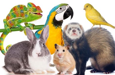 BEST EXOTIC PETS in the world | Exotic Animals Guide 2022