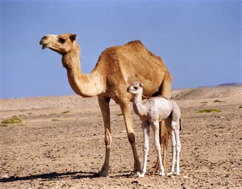 Ostrich | 10 Most Adaptive And Sturdy Sahara Desert Animals! 10 Pictures!