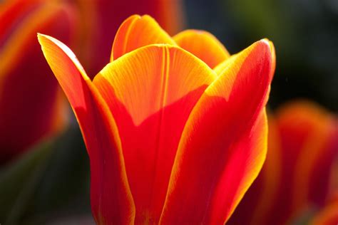 hình ảnh : thiên nhiên, thực vật, nhiếp ảnh, Cánh hoa, Tulip, Mùa xuân, Đỏ, Vĩ mô, màu vàng, gần ...
